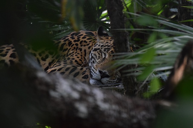belize jungle jaguar 
