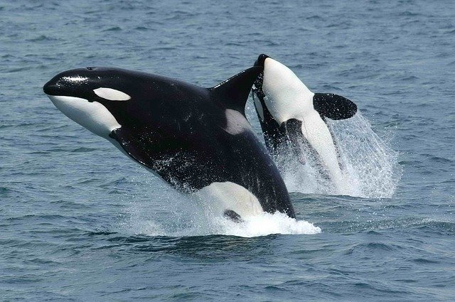 swim with orcas bucket list 